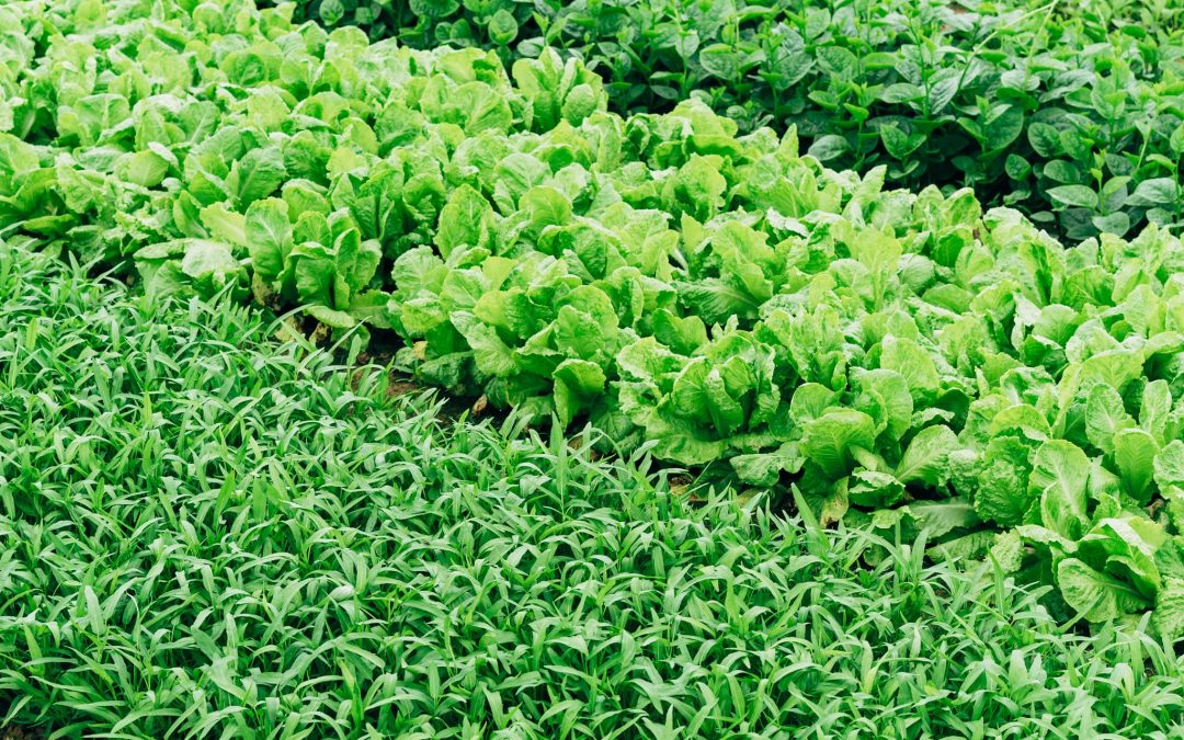Organic September in Northern Ireland