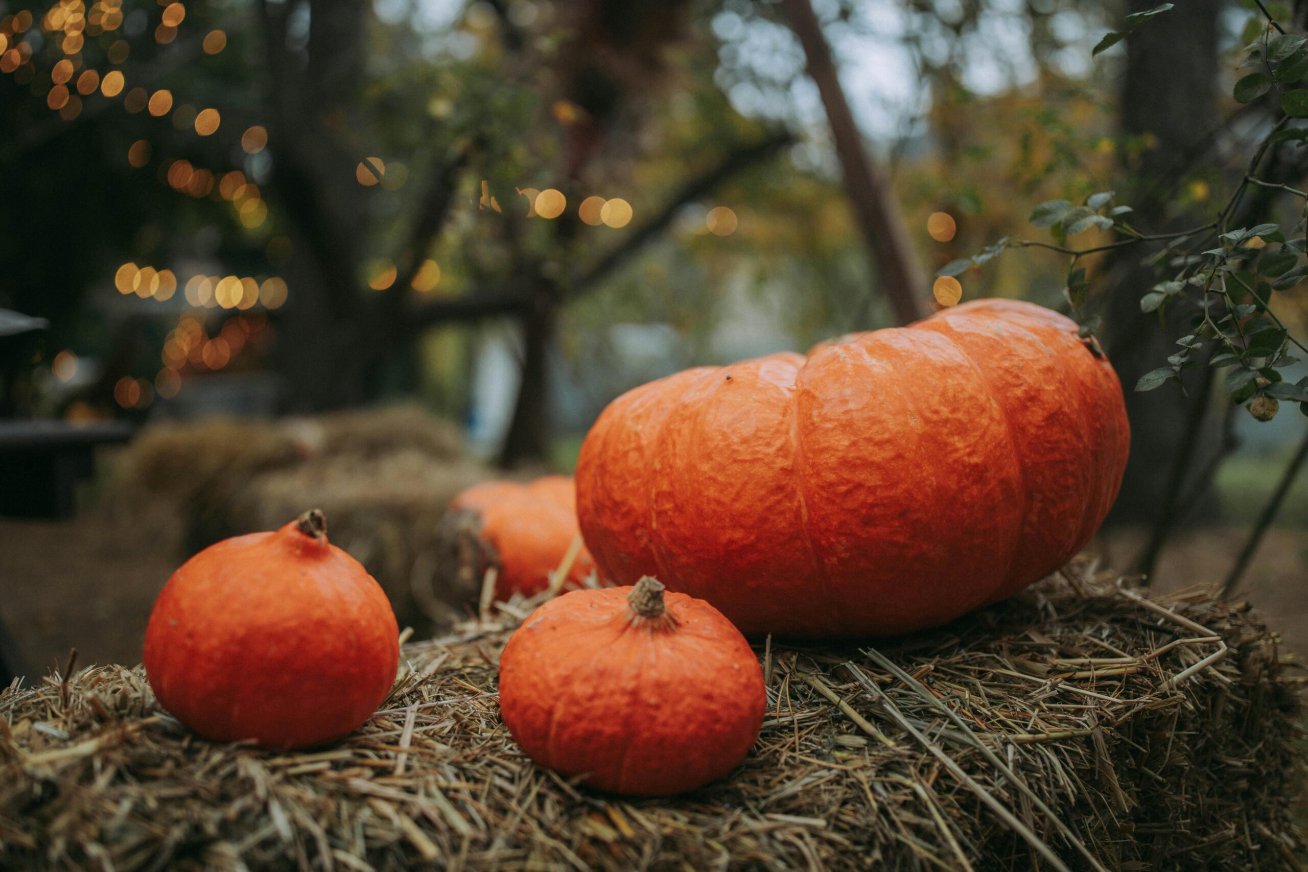 autumn inspiration