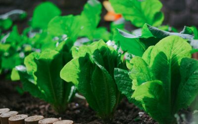 Spring Favourites: Fresh Ingredients to Celebrate the Season